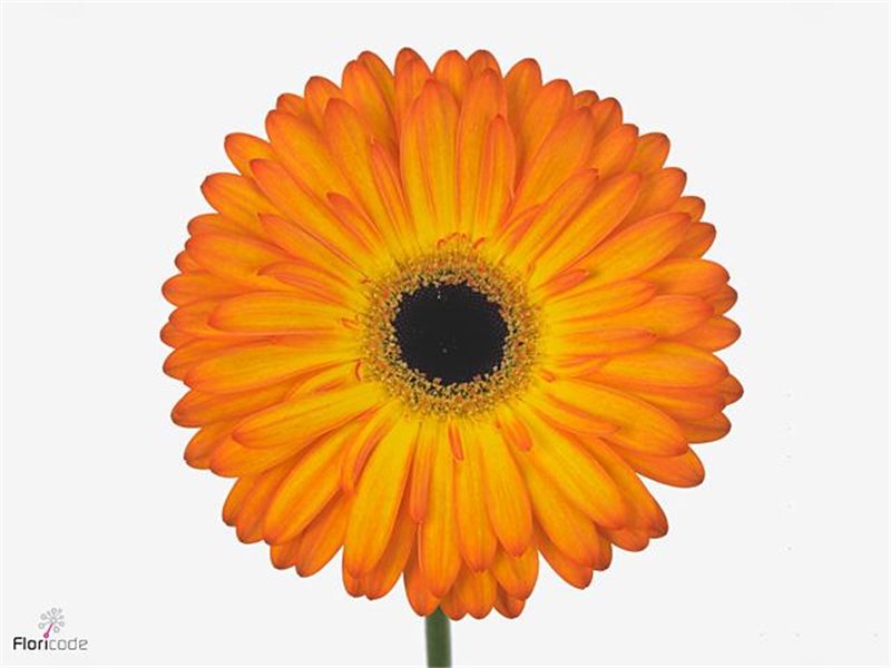 Gerbera * Catwalk X10 c996