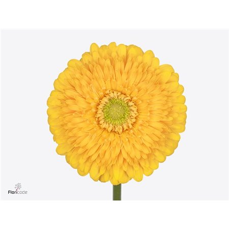 Gerbera * Honey Ball x20 c997
