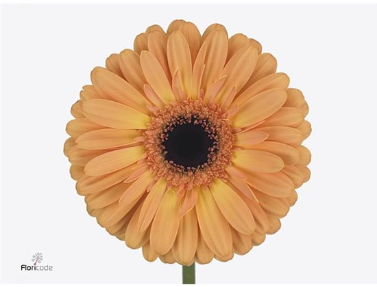 Gerbera * Jetset X10 c999