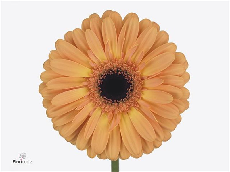 Gerbera * Jetset X10 c999