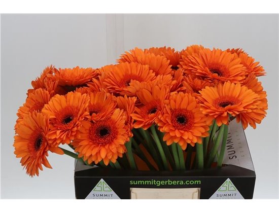Gerbera * Maddox X50 c1000