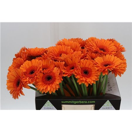 Gerbera * Maddox X50 c1000