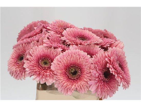 Gerbera * Mayball x20 c1002