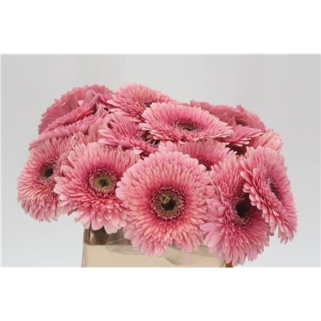 Gerbera * Mayball x20 c1002