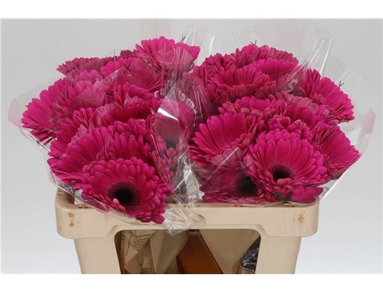 Gerbera * Purple Glow X10 c1004