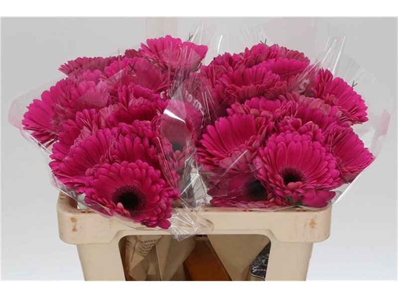 Gerbera * Purple Glow X10 c1004