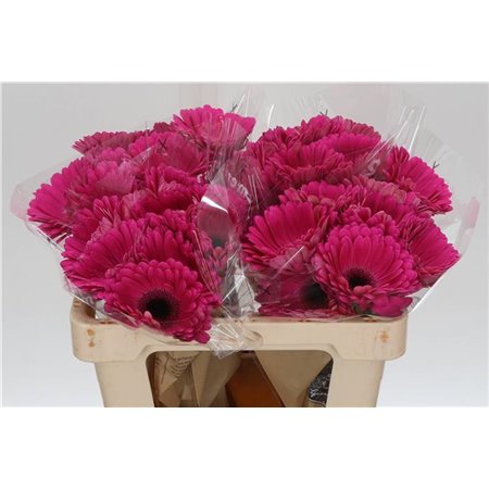 Gerbera * Purple Glow X10 c1004