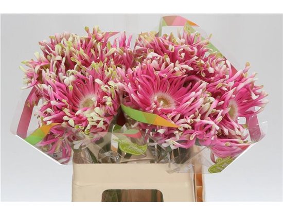 Gerbera * Rebel Craze x20 c1005