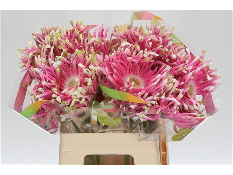 Gerbera * Rebel Craze x20 c1005