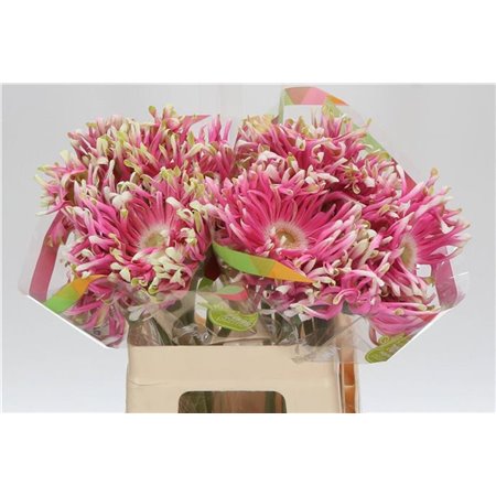 Gerbera * Rebel Craze x20 c1005