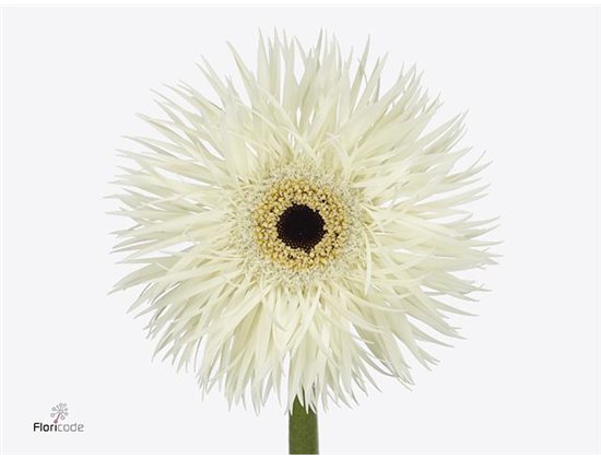 Gerbera * Sp Phantom x40 c1008