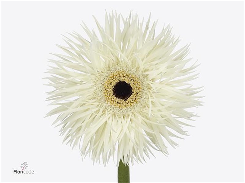 Gerbera * Sp Phantom x40 c1008