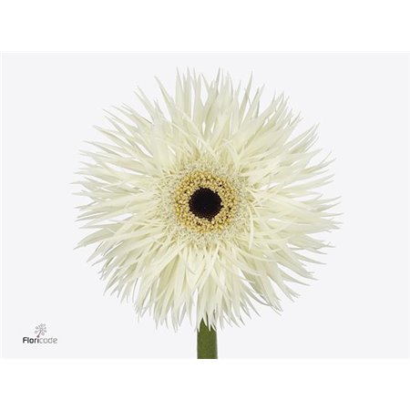 Gerbera * Sp Phantom x40 c1008