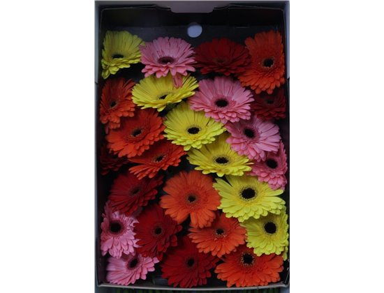 Gerbera Diagonal Mixed Box c1009