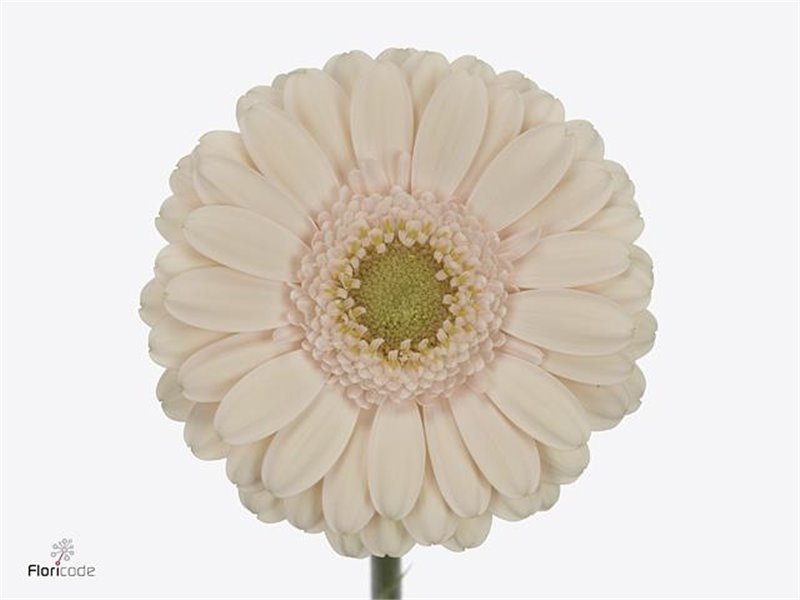 Mini Gerbera Alix-noor x20 c1011