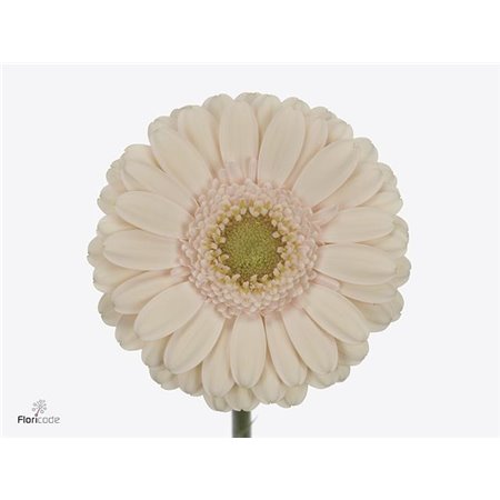 Mini Gerbera Alix-noor x20 c1011
