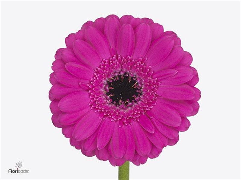 Mini Gerbera Anna x20 c1012