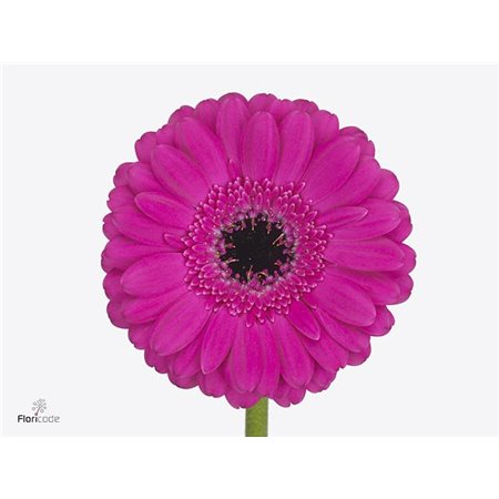 Mini Gerbera Anna x20 c1012