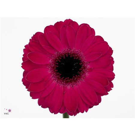 Mini Gerbera Cafe x20 c1016