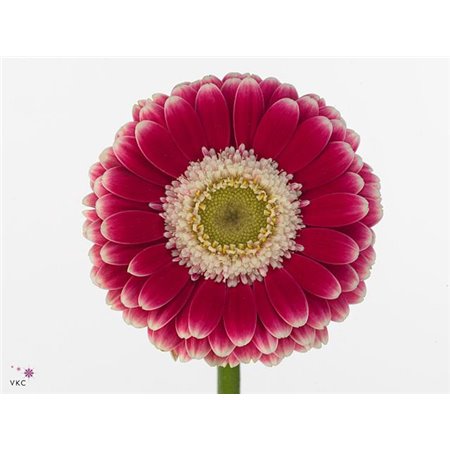 Mini Gerbera Caressa x20 c1020