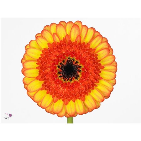 Mini Gerbera Decora x20 c1023