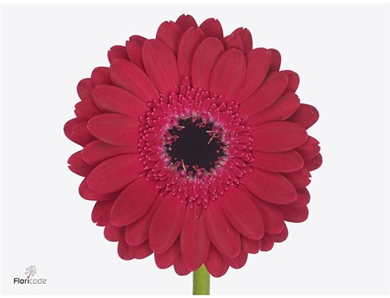 Mini Gerbera Diana x20 c1026
