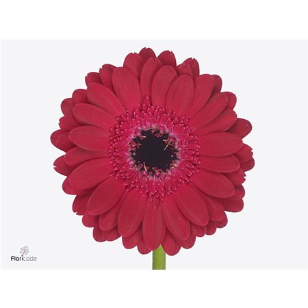 Mini Gerbera Diana x20 c1026
