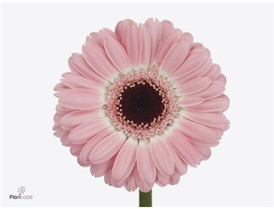 Mini Gerbera Dixon x20 c1029