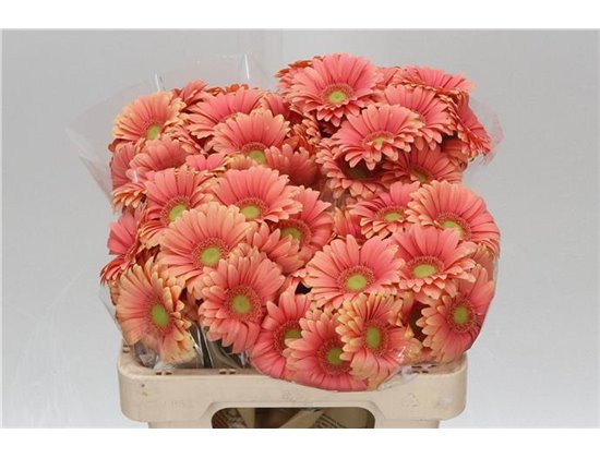 Mini Gerbera Dora x20 c1031