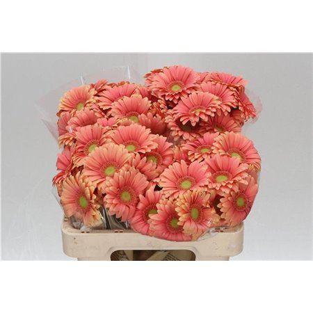 Mini Gerbera Dora x20 c1031