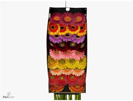 Mini Gerbera Elite Mixed Mixed X20(kwekers Keus) c1033