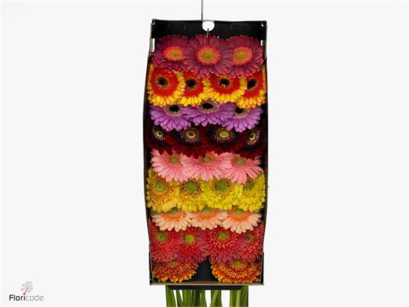 Mini Gerbera Elite Mixed Mixed X20(kwekers Keus) c1033