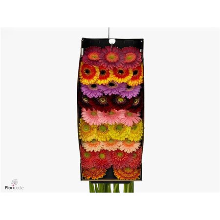Mini Gerbera Elite Mixed Mixed X20(kwekers Keus) c1033