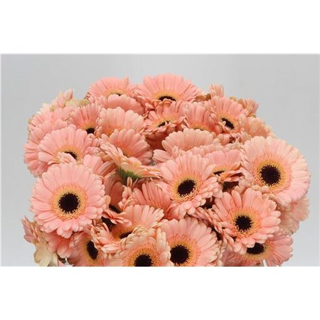 Mini Gerbera Espresso x20 c1034