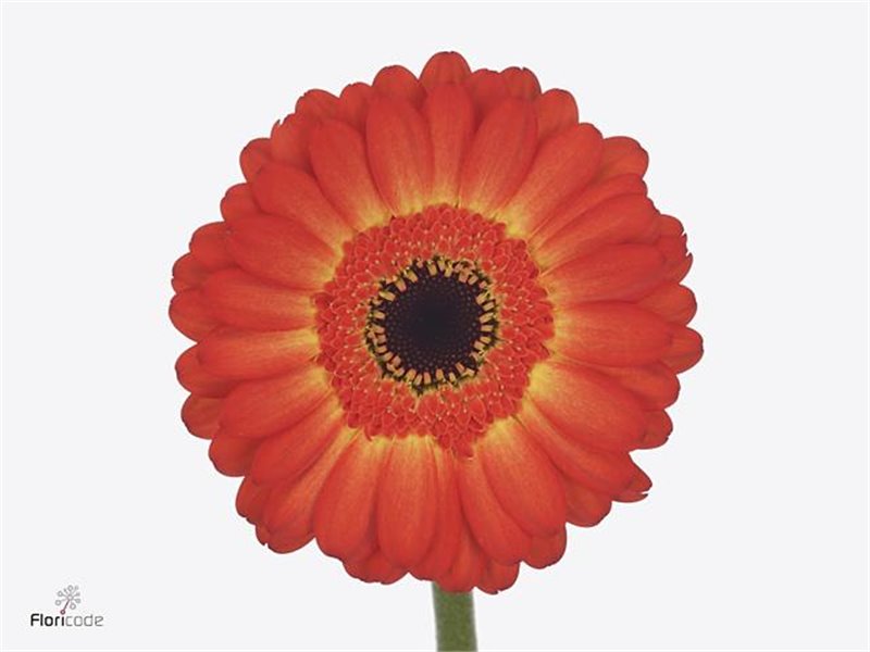 Mini Gerbera Espresso x20 c1035
