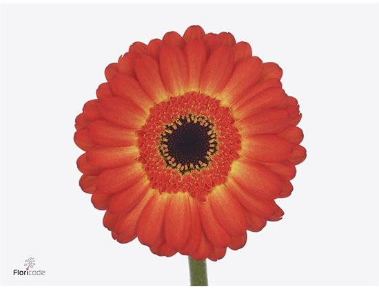 Mini Gerbera Flamazing X80 c1036