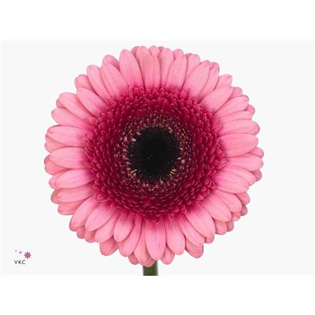 Mini Gerbera Franky x20 c1038
