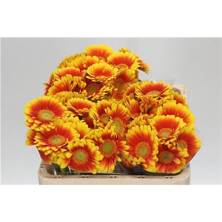 Mini Gerbera Kirstey x20 c1041
