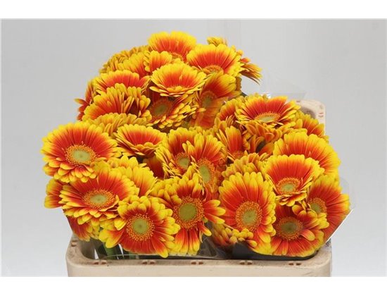 Mini Gerbera Kristoff x20 c1042
