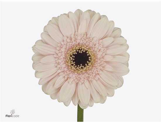 Mini Gerbera Macaron x20 c1046