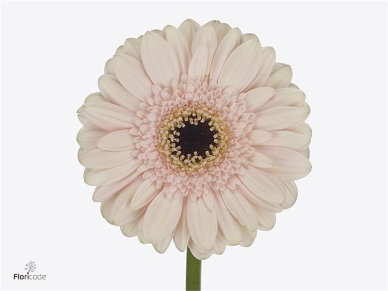 Mini Gerbera Macaron x20 c1046