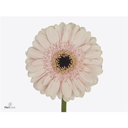 Mini Gerbera Macaron x20 c1046