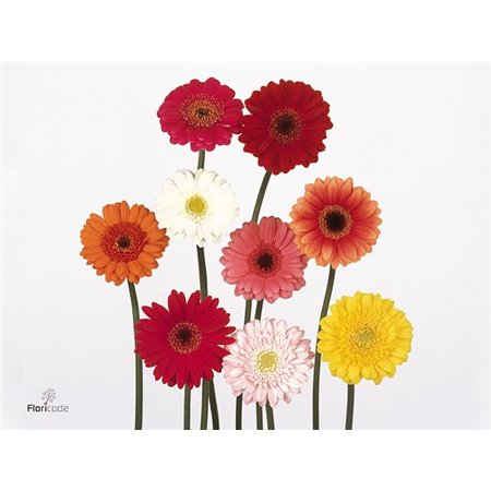 Mini Gerbera Mixed 4 Colour X80 c1048