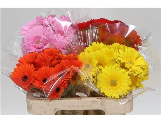 Mini Gerbera Mixed 4 Colour X80 c1049