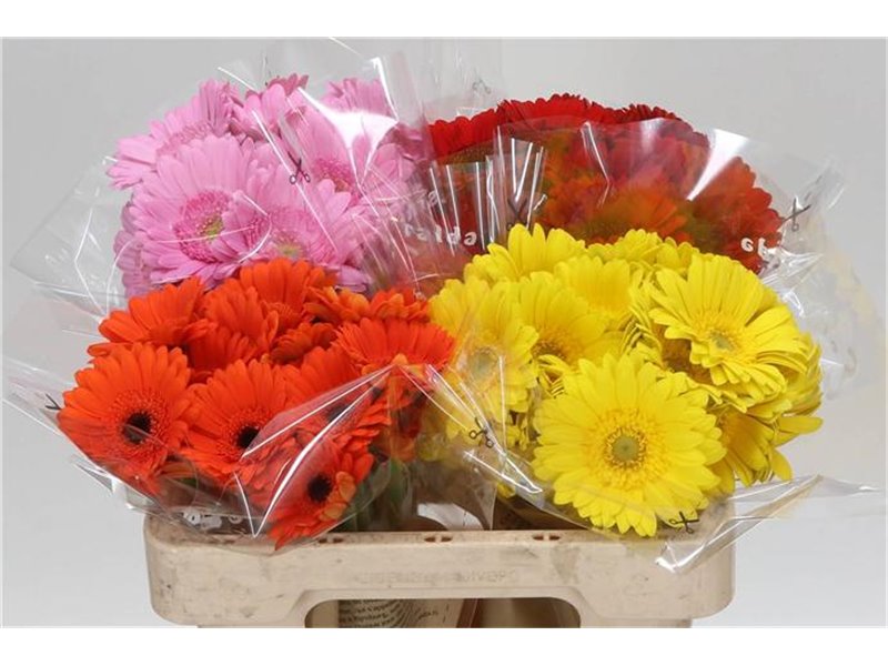 Mini Gerbera Mixed 4 Colour X80 c1049