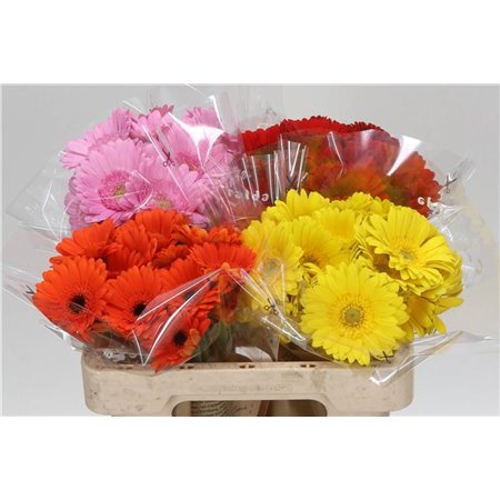 Mini Gerbera Mixed 4 Colour X80 c1049