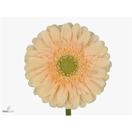 Mini Gerbera Mixed Confetti (kwekers Keus) c1051