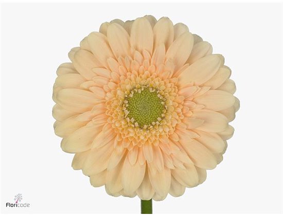 Mini Gerbera Moët x20 c1052