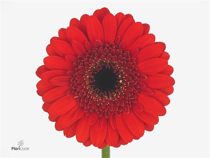 Mini Gerbera Nirvana x20 c1053