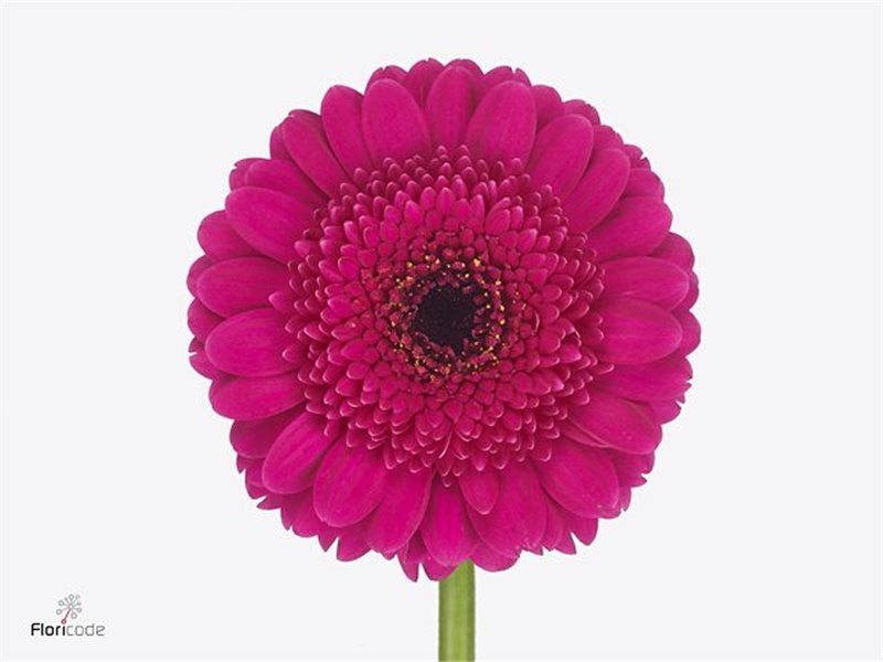 Mini Gerbera Noi x20 c1055